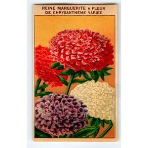 1920's Flower Seed Art Print REINE MARGUERITE Lithograph Original Vintage Unused